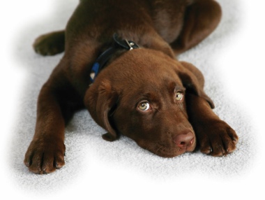 sad puppy on carpet