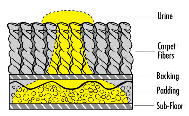 illustration of how pet urine seeps into carpet