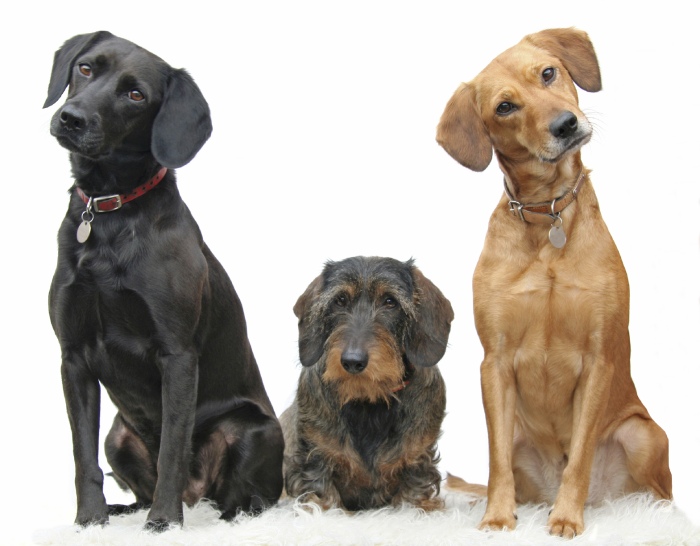 three dogs in cute pose