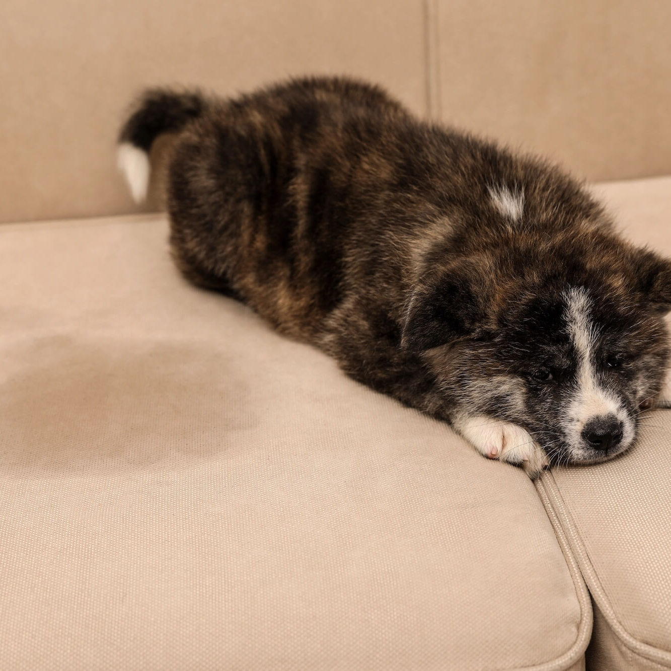 Pet Urine Removal